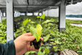 Philodendron Hope Aurea Variegated Starter Plants - 2 Bare-Root Philodendron Hope Aurea Variegated