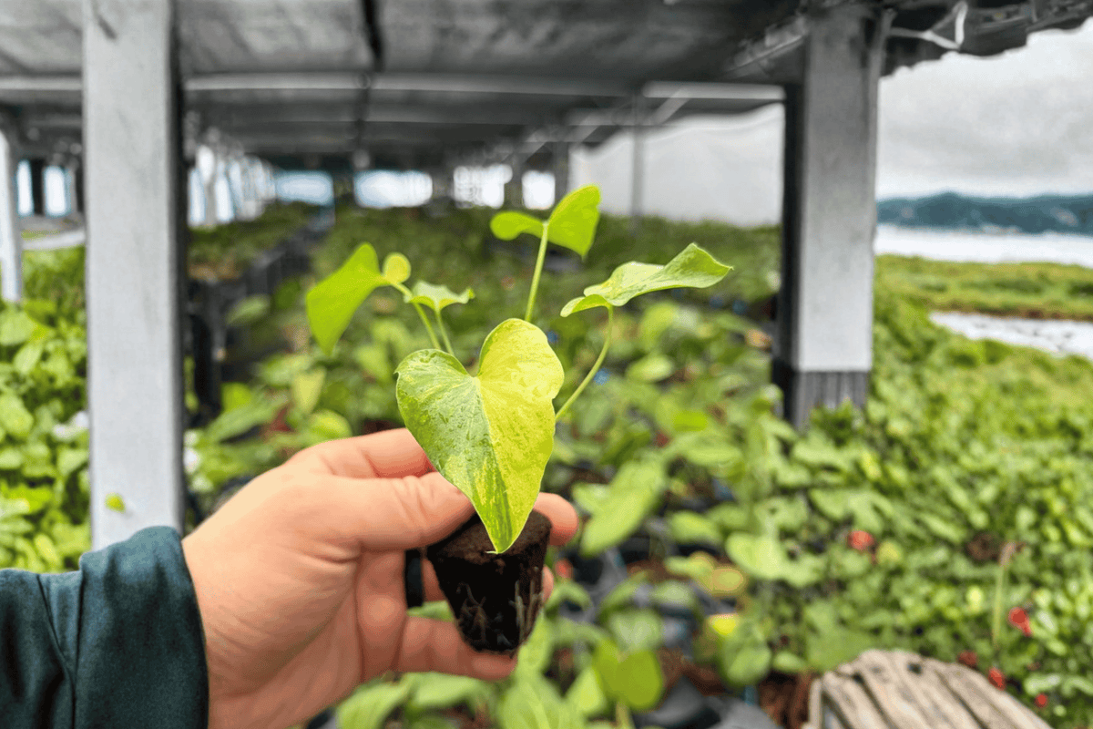 Philodendron Hope Aurea Variegated Starter Plants - 2 Bare-Root Philodendron Hope Aurea Variegated