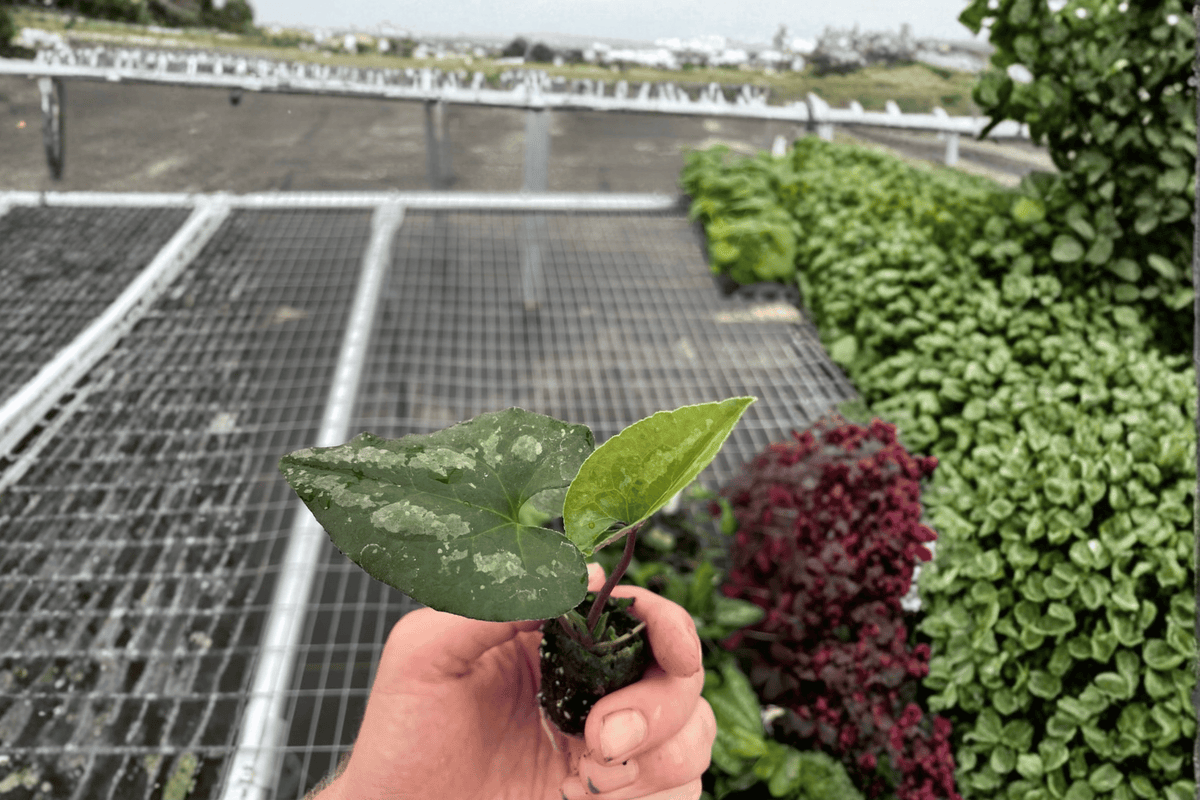 Asarum splendens ‘Quicksilver’ – 2 Starter Plants (Bare Root) in 2-Inch Pots