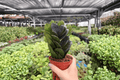 ZZ Black Queen (2) Live Plants in 4-Inch Pots – Zamioculcas zamiifolia 'Black Queen' Exact Plants