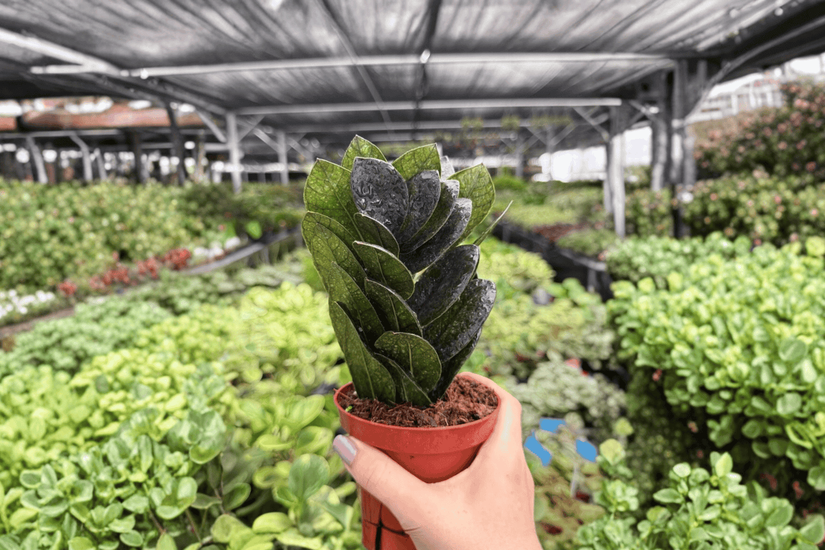 ZZ Black Queen (2) Live Plants in 4-Inch Pots – Zamioculcas zamiifolia 'Black Queen' Exact Plants