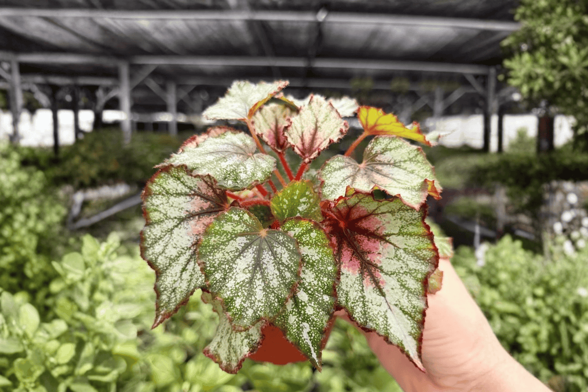 Begonia Harmony’s Crimson Oak – 2 Exact Live Plants in 4-Inch Pots