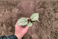 Begonia U309 Starter Plants - 2 Live Bare Root Begonias for Indoor Containers