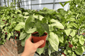Anthurium Red Stem x Norte Live Plants (2) in 4-Inch Pots