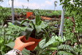Dracaena Tornado (Dracaena fragrans ‘Tornado’) – 2 Live Plants, Exact Specimens, 4” Pot (Shipping Confirmations Pending)