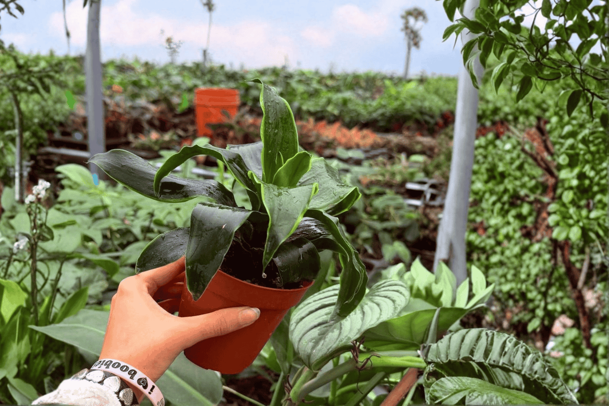 Dracaena Tornado (Dracaena fragrans ‘Tornado’) – 2 Live Plants, Exact Specimens, 4” Pot (Shipping Confirmations Pending)