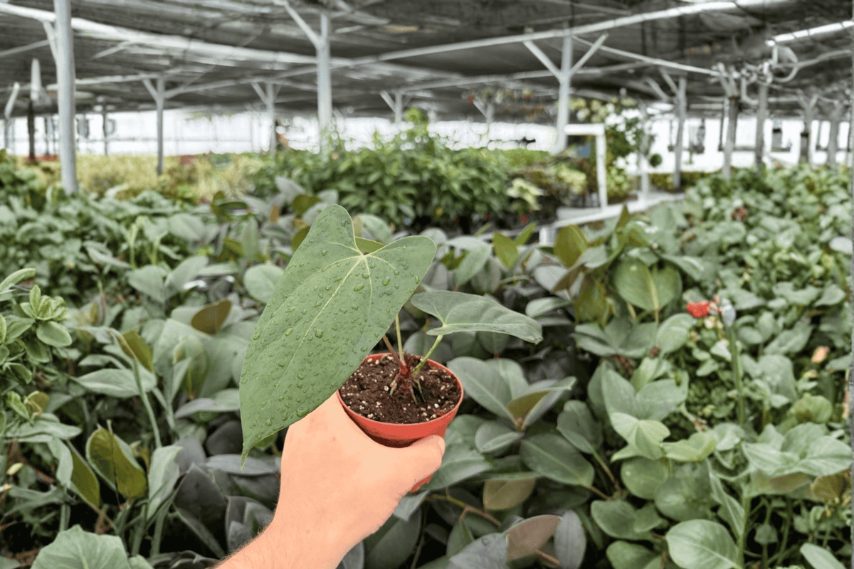 Anthurium Portillae x Papi - 2 Live Plants in 4-Inch Pots (Exact]</