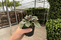 Peperomia San Marino - 2 Live Plants, 4-Inch Pots