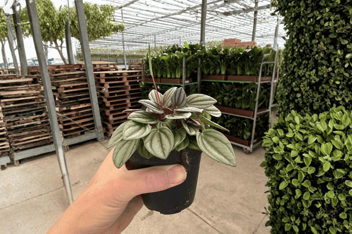 Peperomia San Marino - 2 Live Plants, 4-Inch Pots