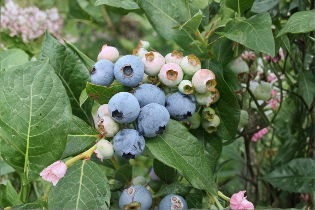 Razz Blueberry Live Plant - 1 Gallon Pot, Vaccinium Fruiting Shrub
