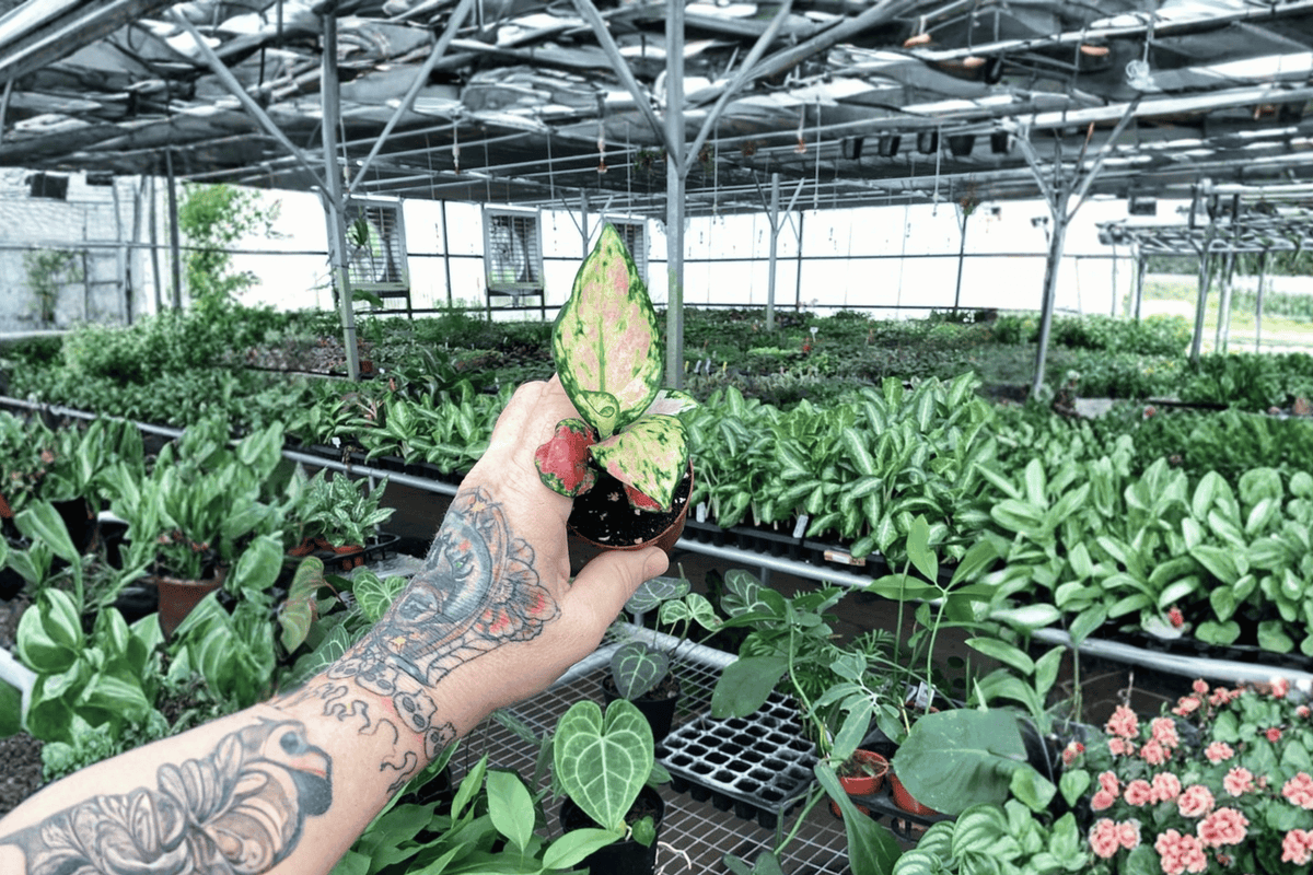 Aglaonema Red Zircon Live Starter Plants – 2 Bare Root Aglaonema Red Zircon