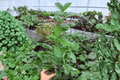 Ficus Moclame 2 Live Plants in 4-Inch Pots | Ficus microcarpa ‘Moclame’