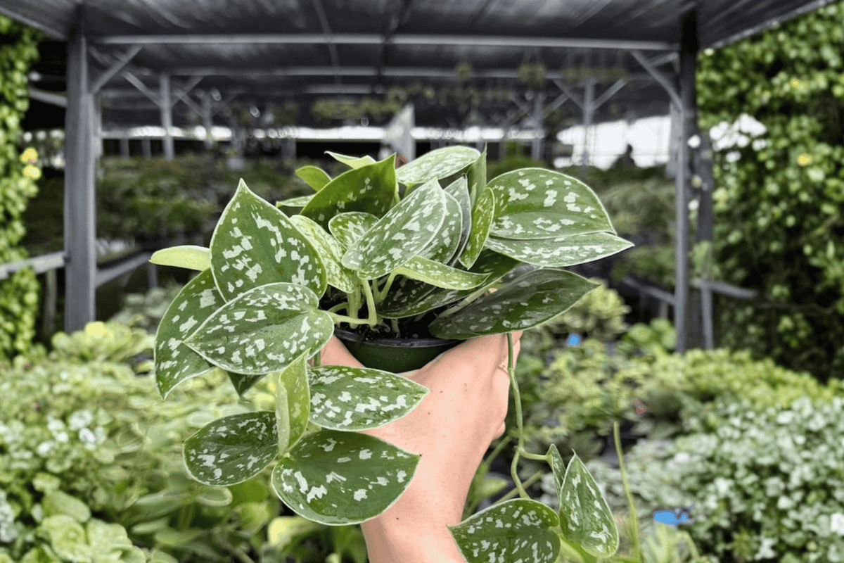 Scindapsus Silvery Ann - 2 Live Plants in 4-Inch Pots (Potted)