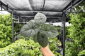 Alocasia Melo Live Plant - 2 Pack in 4-Inch Pots
