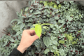 Philodendron Snowdrift Starter Plants (2) – Plug Live Plants