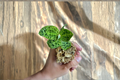 Ludisia V. Nigrenscens Jewel Orchid Starter Plant | Rooted Jewel Orchid in Sphagnum Moss