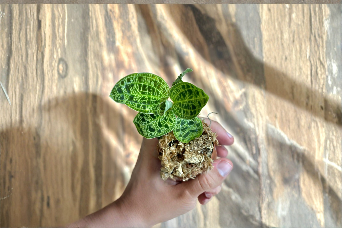 Ludisia V. Nigrenscens Jewel Orchid Starter Plant | Rooted Jewel Orchid in Sphagnum Moss
