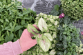 Syngonium podophyllum 'Bright Allusion' Starter Plants – 2 Live Plants