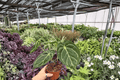Anthurium Dorayaki x Papi - 2 Live Plants in 4" Pots (Exact Plants)