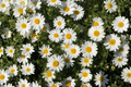 Grandaisy Improved White Marguerite Daisy (Argyranthemum) - 4-Inch Live Plant