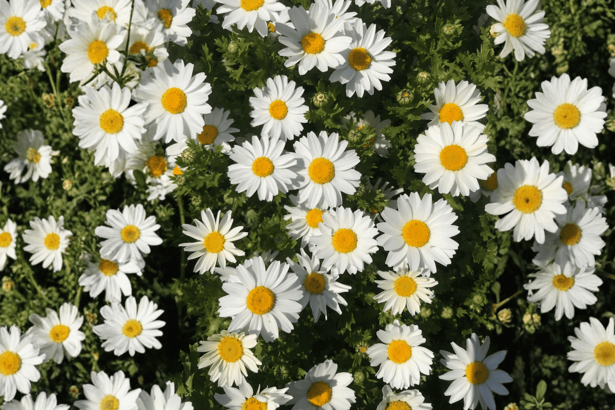 Grandaisy Improved White Marguerite Daisy (Argyranthemum) - 4-Inch Live Plant