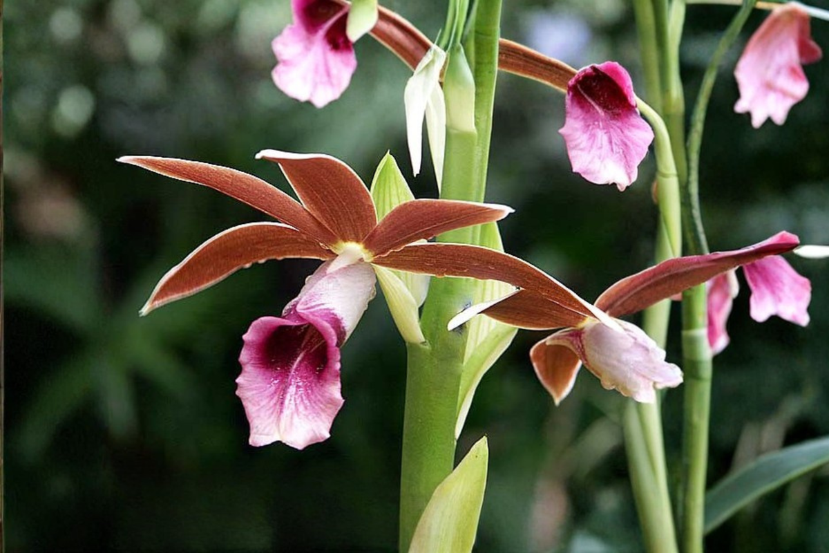 Nun Orchid Live Starter Plant Phaius tankervilleae - 4 inch Root Zone