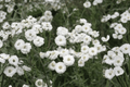 Peter Cottontail Yarrow (Achillea ptarmica) 4-Inch Live Plant