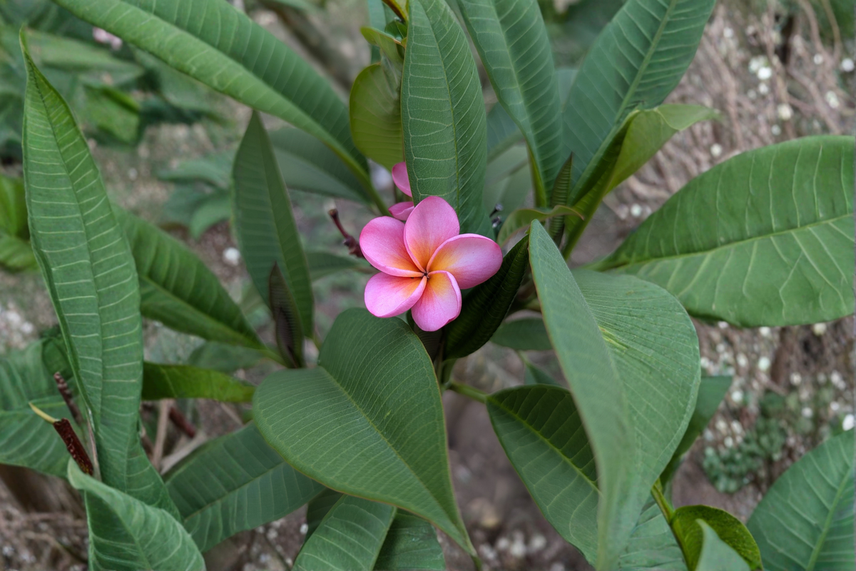 Pink Fuchsia Plumeria Live Cutting – 8–9 Inches