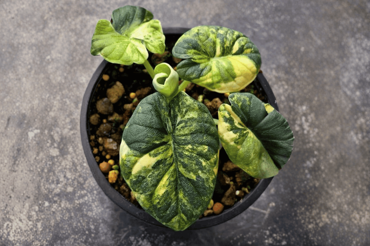 Alocasia Melo Aurea Tissue Culture Starter Plants - Bare Root (2 Live Plants)