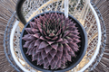 Sempervivum 'Ruby' Hens and Chicks - 1 Live Plant in 4-Inch Pot (SuperSemps)