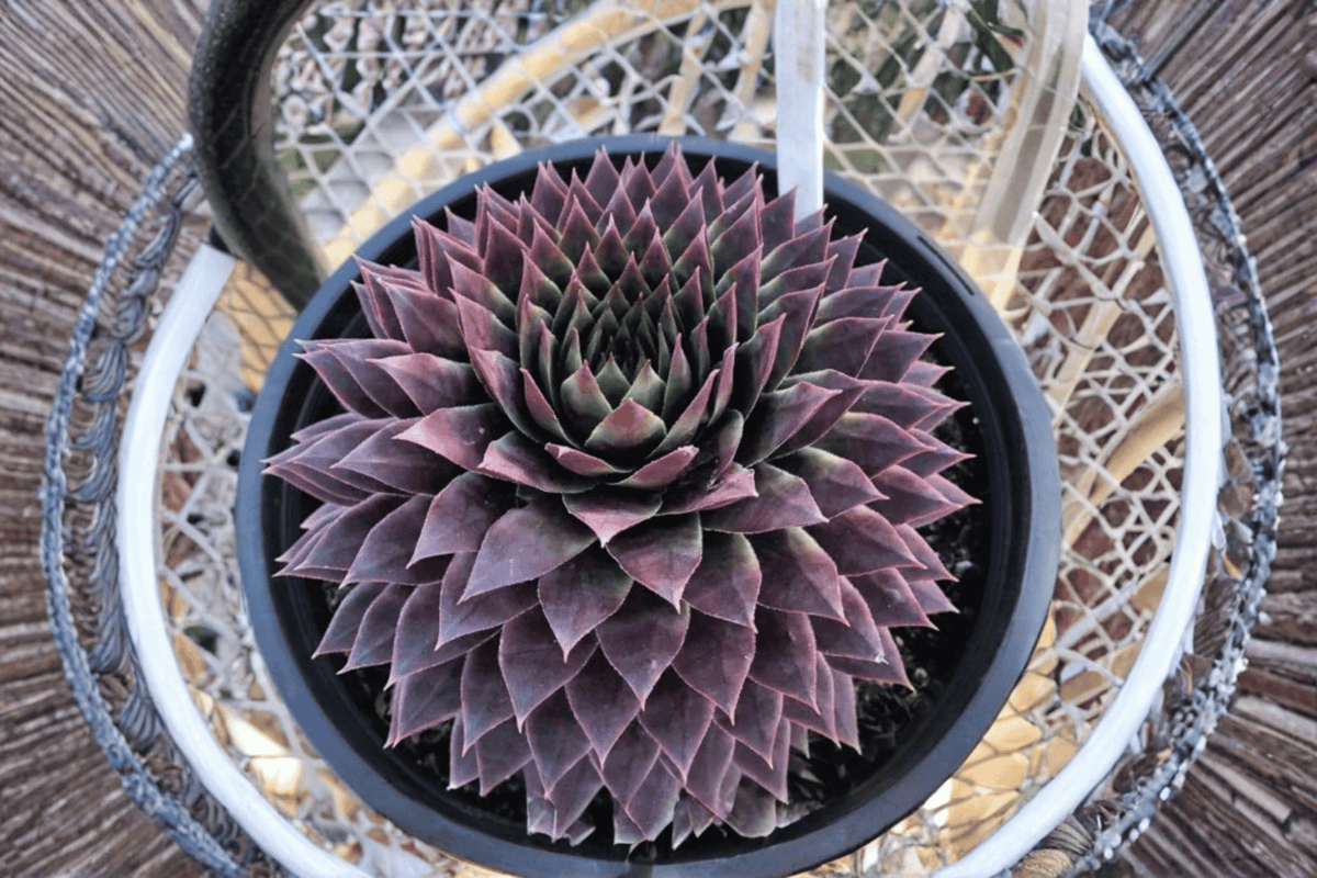 Sempervivum 'Ruby' Hens and Chicks - 1 Live Plant in 4-Inch Pot (SuperSemps)