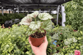 Begonia Harmony’s Peace - 2 Exact Live Plants in 4-Inch Pots