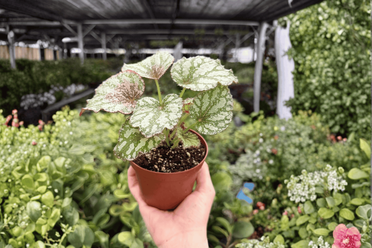 Begonia Harmony’s Peace - 2 Exact Live Plants in 4-Inch Pots
