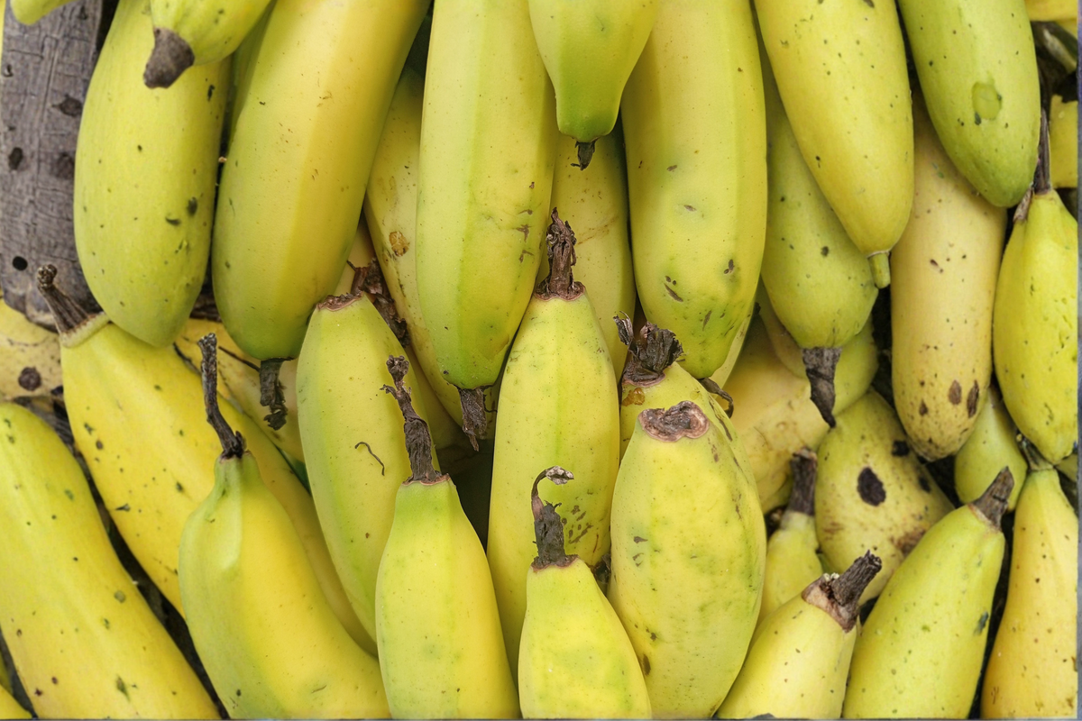 Dwarf Cavendish Banana Live Starter Plant – Musa acuminata 'Dwarf Cavendish' (1 Starter Plant)