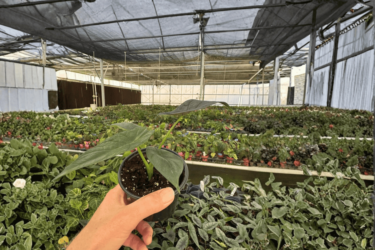 Alocasia Dragon Wings Hybrid Live Plant (Scalprum × Dragon Scale) 2-Pack in 4-Inch Pots