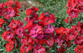 Wallflower Erysimum ‘Winter Passion’ Live Plant – 1–3 in. Tall