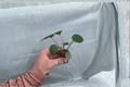 Peperomia Rana Verde Albovittata 'Rana Verde' Starter Plants – 2 Live Cuttings