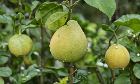 Nam Roi Sweet Pomelo Tree Cuttings (Citrus maxima) - 3 Unrooted Scions for Rooting or Grafting
