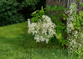 American Elderberry Live Cuttings – Unrooted Sambucus canadensis Cuttings for Propagation