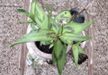 Vietnamese Coriander Rau Ram Live Plants – 8 Rooted Plants 4–5 Inches Tall