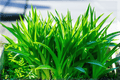 Licorice Sweet Flag Acorus gramineus ‘Licorice’ – 1 Live Plant in 4-Inch Pot