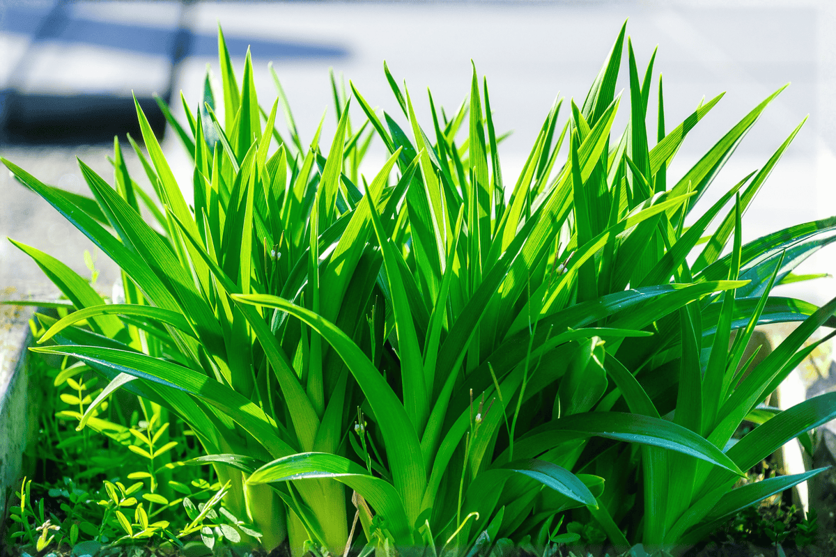 Licorice Sweet Flag Acorus gramineus ‘Licorice’ – 1 Live Plant in 4-Inch Pot