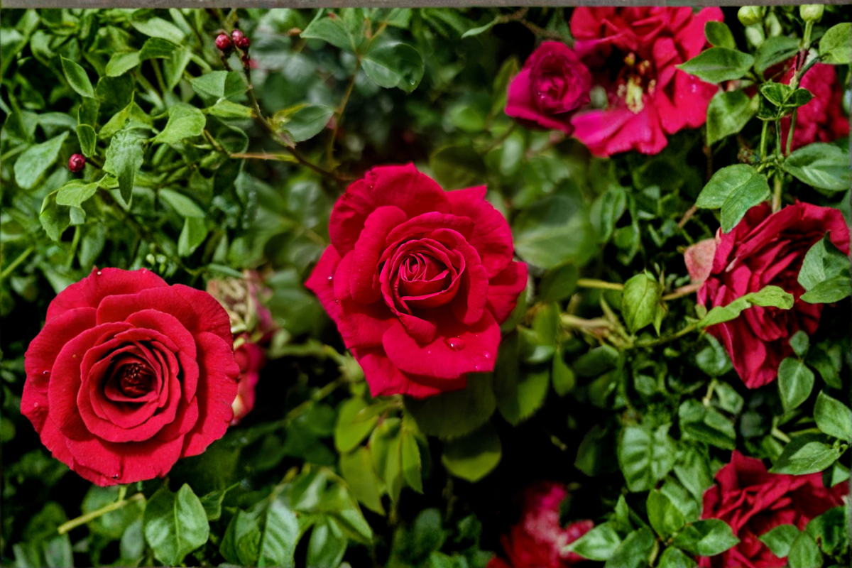 Dr. Huey Rose Cuttings (8) - Unrooted Climbing Rose Dr. Huey