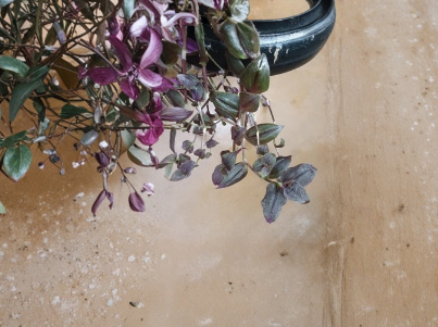 Tradescantia Zebrina Purple Velvet Cuttings – Live Unrooted