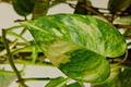 7 Live Unrooted Pothos & Philodendron Cuttings Combo - Indoor Tropical Houseplants