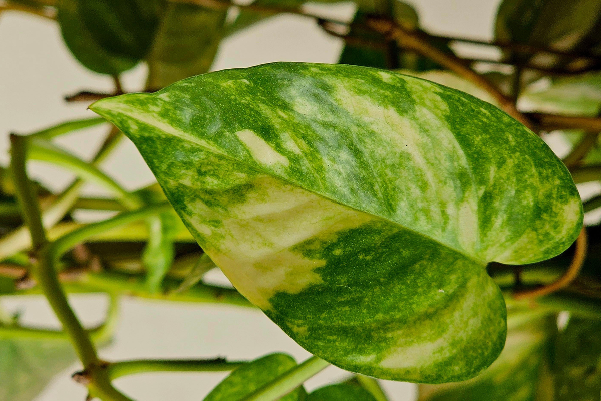 7 Live Unrooted Pothos & Philodendron Cuttings Combo - Indoor Tropical Houseplants