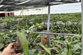 Alocasia Boa Starter Plants (2) - Bare Root, 2-Inch Pots
