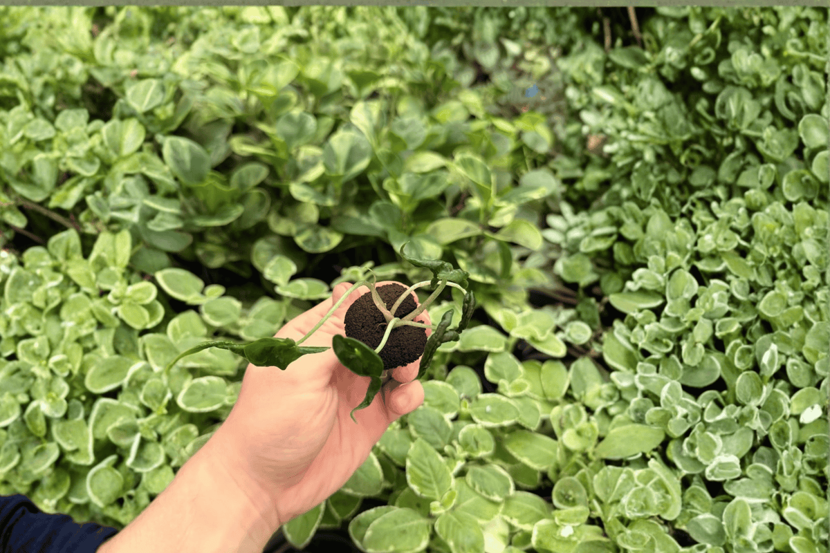 Alocasia Loco Starter Plants - 2 Exact Live Starter Plants (Alocasia 'Loco')