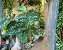 Silver Pothos Scindapsus Pictus Argyraeus Cuttings – 4 Unrooted Single-Leaf Node Cuttings