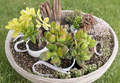 Rooted Jade Plant Cuttings Crassula Ovata – 3 Live Plants, 7–9 Inches Tall
